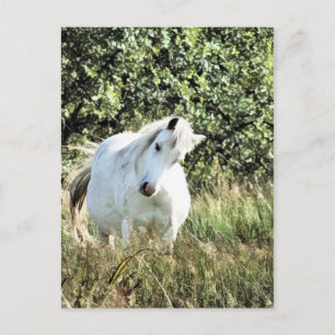 WELSH MOUNTAIN PONY VYKORT