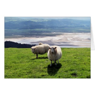 WELSH MOUNTAIN SHEECARD HÄLSNINGSKORT