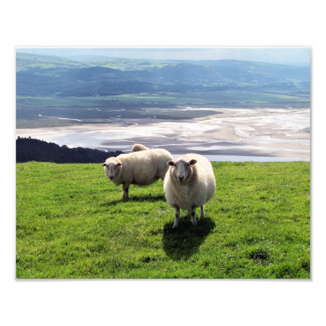WELSH MOUNTAIN SHEEP FOTOTRYCK (Framsidan)