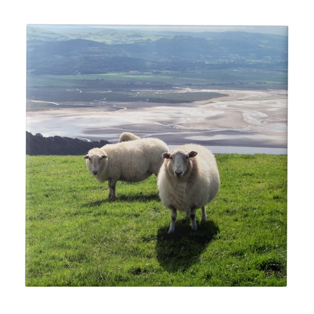 WELSH MOUNTAIN SHEEP KAKELPLATTA (Framsidan)