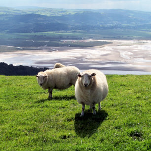 WELSH MOUNTAIN SHEEP KORT