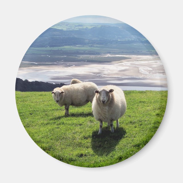 WELSH MOUNTAIN SHEEP MAGNET (Framsidan)