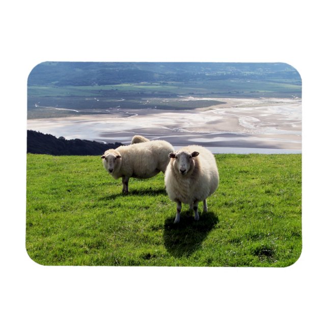 WELSH MOUNTAIN SHEEP MAGNET (Horisontell)
