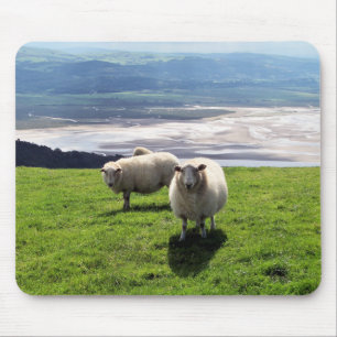WELSH MOUNTAIN SHEEP MUSMATTA