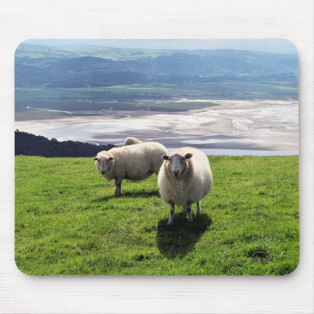 WELSH MOUNTAIN SHEEP MUSMATTA (Framsidan)