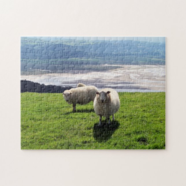 WELSH MOUNTAIN SHEEP PUSSEL (Horisontell)