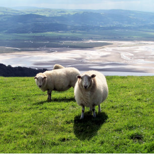 WELSH MOUNTAIN SHEEP VISITKORT