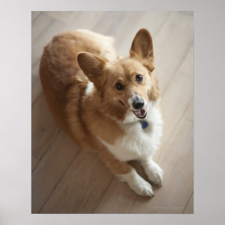 Welsh Pembroke corgi hund ljugande på trä golv. Poster