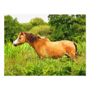 WELSH PONY FOTOTRYCK