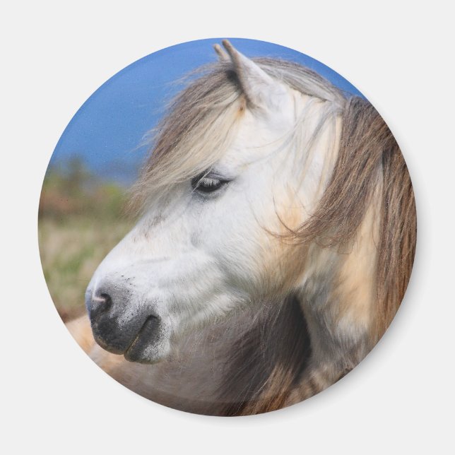 Welsh Pony Magnet (Framsidan)