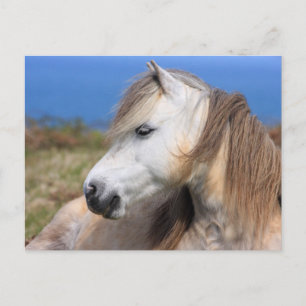 Welsh Pony Vykort