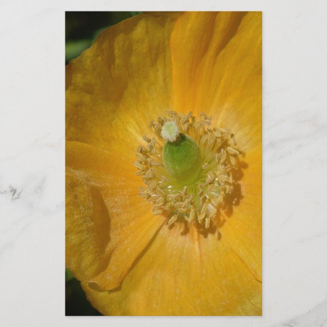 Welsh Poppy Macro (Framsida)