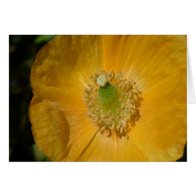 Welsh Poppy Macro Hälsningskort (Framsidan Horizontal)