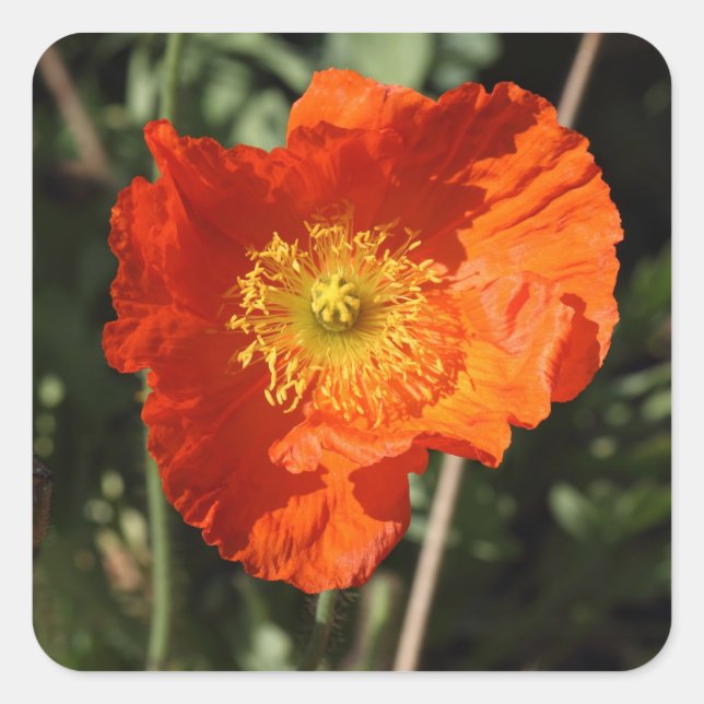 Welsh Poppy (Orange) Fyrkantigt Klistermärke (Framsida)