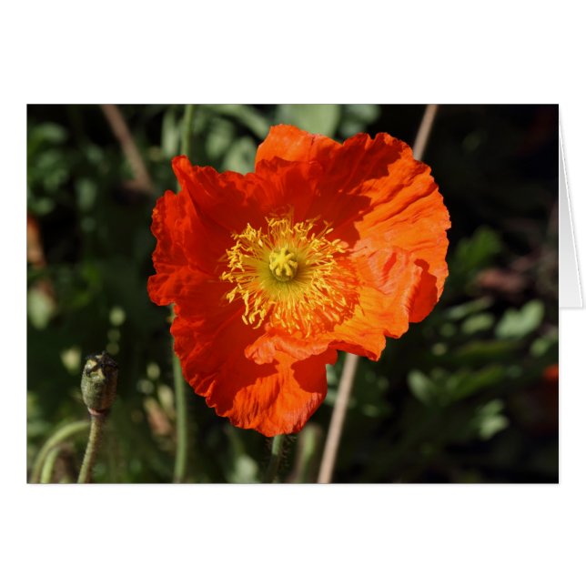 Welsh Poppy (Orange) Hälsningskort (Framsidan Horizontal)
