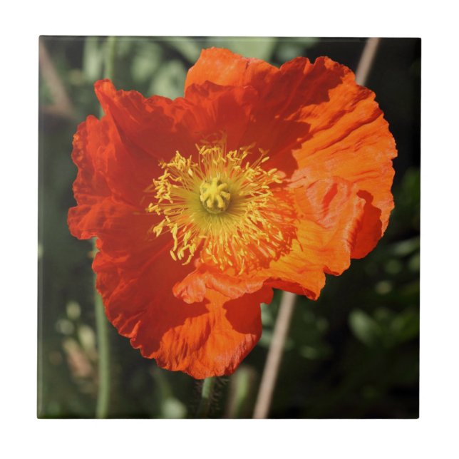 Welsh Poppy (Orange) Kakelplatta (Framsidan)