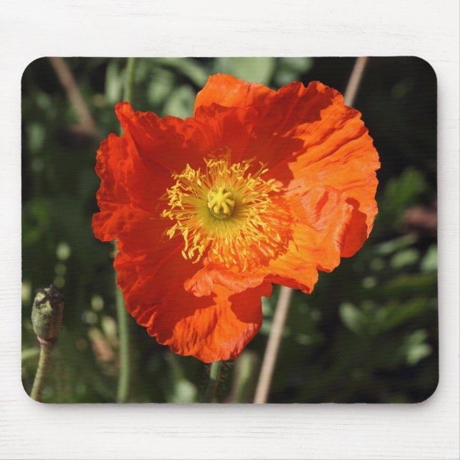 Welsh Poppy (Orange) Musmatta (Framsidan)