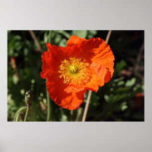 Welsh Poppy (Orange) Poster
