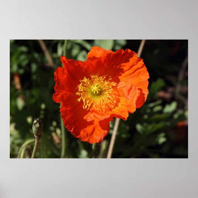 Welsh Poppy (Orange) Poster (Framsidan)