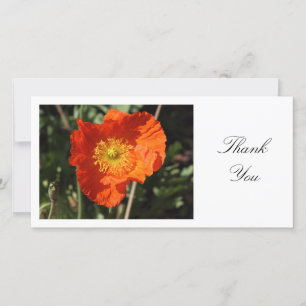 Welsh Poppy (Orange) - Tack Kort