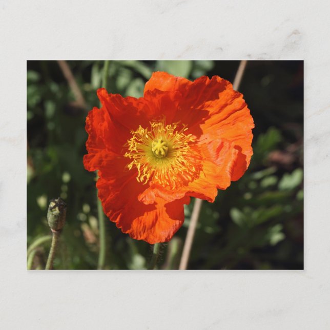 Welsh Poppy (Orange) Vykort (Framsida)