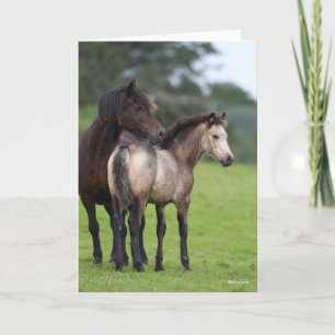 Welsh Section D Mare and Foal Permanent Kort