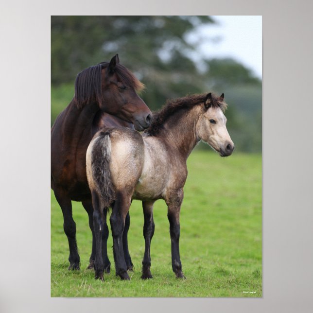 Welsh Section D Mare and Foal Permanent Poster (Framsidan)