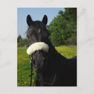 Welsh Section D Vykort