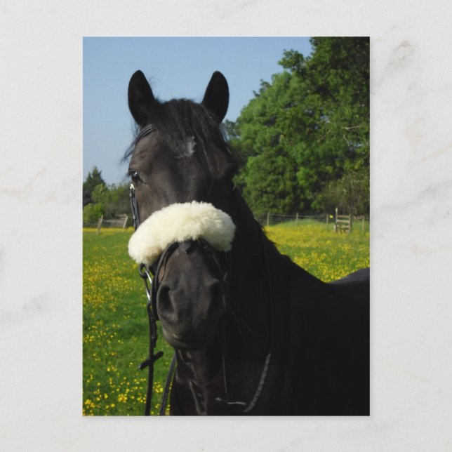 Welsh Section D Vykort (Framsida)