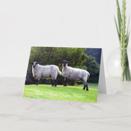 Welsh Sheep Greeting Cards. Kort