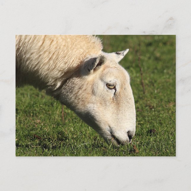 Welsh Sheep Vykort (Framsida)