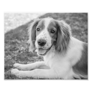 Welsh Springer Spain - Black & White   Foto