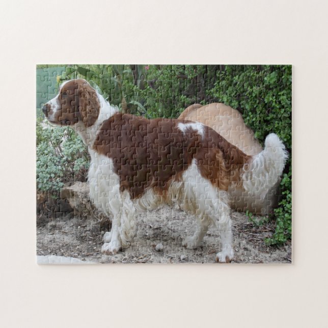 Welsh Springer Spain Hund Jigsaws. Pussel (Horisontell)