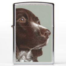 Welsh Springer Spain hund Zippo tändare