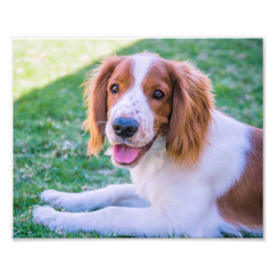 Welsh Springer spanel   Fotoutskrift Fototryck