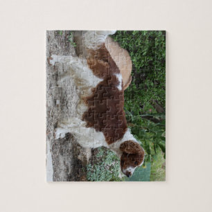 Welsh_Springer_Spaniel_full.png Pussel