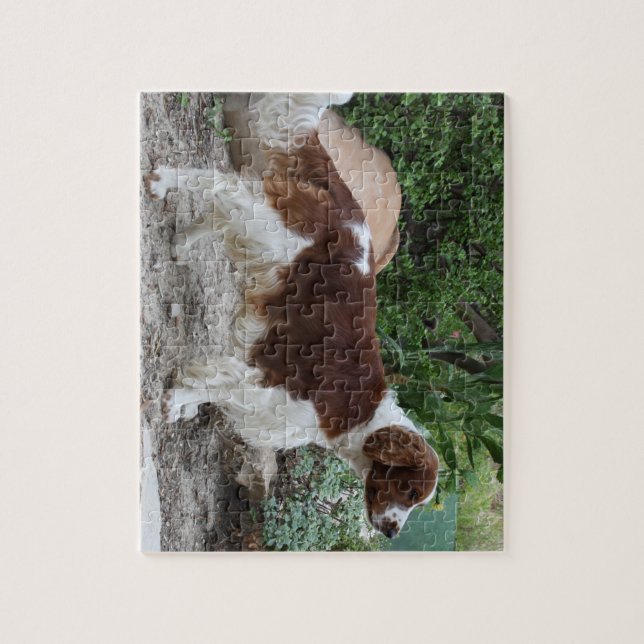 Welsh_Springer_Spaniel_full.png Pussel (Vertikal)