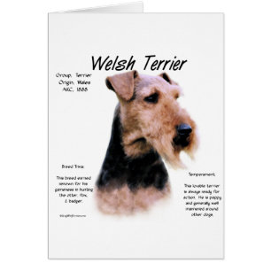 Welsh Terrier History; Om Welsh Terriers Hälsningskort