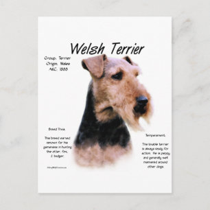 Welsh Terrier History; Om Welsh Terriers Vykort