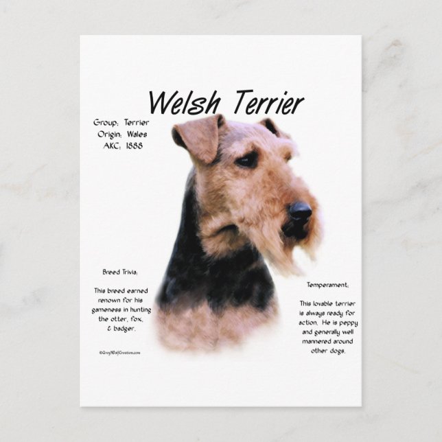 Welsh Terrier History; Om Welsh Terriers Vykort (Framsida)