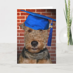 Welsh Terrier Hund student Kort