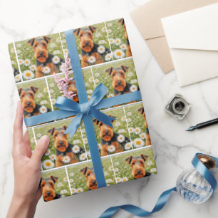Welsh Terrier i Daisy Fält Presentpapper