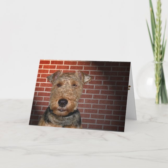 Welsh Terrier Kort (Framsida)