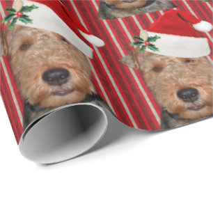 Welsh Terrier med Jultomten hat Presentpapper