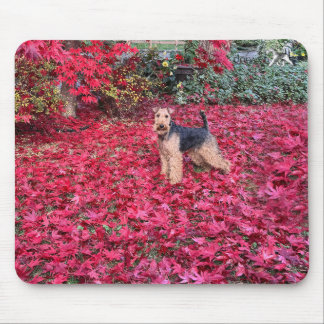Welsh Terrier-musmatta Musmatta