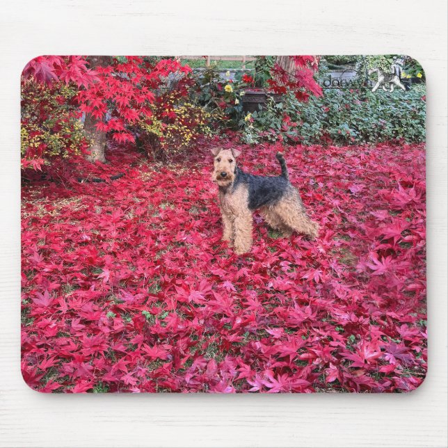Welsh Terrier-musmatta Musmatta (Framsidan)