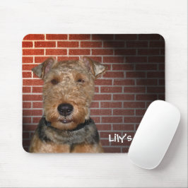 Welsh Terrier på Brick Wall Musmatta
