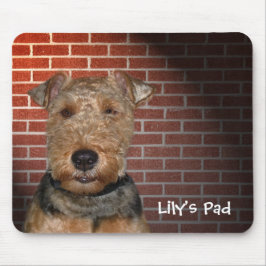 Welsh Terrier på Brick Wall Musmatta
