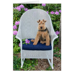 Welsh Terrier på korgstol Hälsningskort