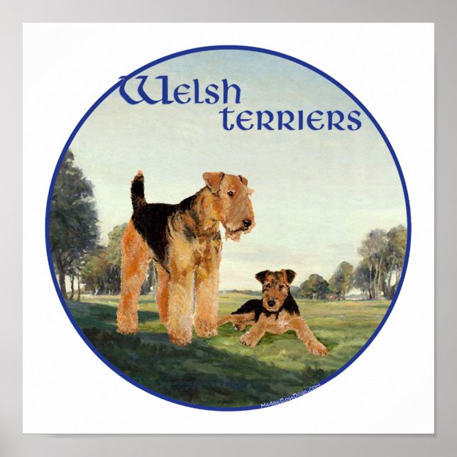 Welsh Terriers Poster (Framsidan)